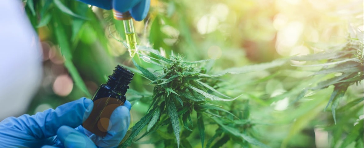 Cannabis Medicinal: la legalización del bienestar