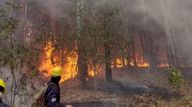Incendio en el Parque Pereyra: comienza la investigación para dar con los responsables
